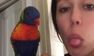 Rainbow Lorikeet Playfully Pokes His Tongue out with Owner