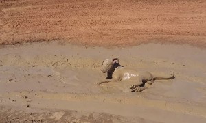 Puppy Cools off in Muddy Puddle