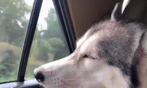 Dog Gets Drowsy During Drive