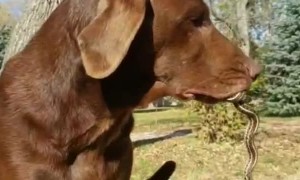 Pup Shows Off Slithering Prize