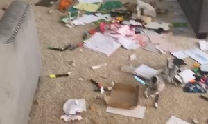 Puppy Creates Massive Mess