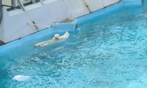 Polar Bear Goes for Relaxing Swim