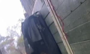 Musical Horse Puts on Performance