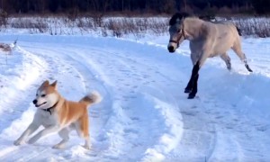 Horse And Dog Are Best Friends Who Loving Playing In Snow