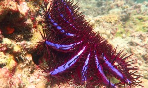 Close Up Footage of a Beautiful Crown of Thorns