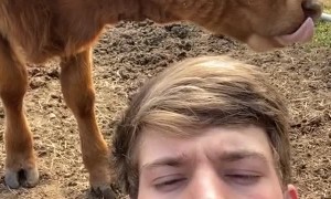 Cow Likes Playing With Human