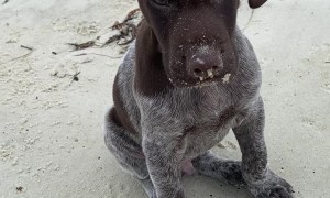 Bush's Floppy Ears in the Wind at the Beach