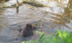 Young Beaver Ride's on Adult Beavers Tail