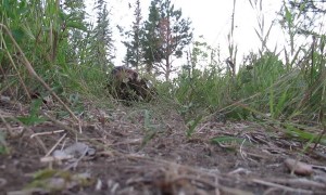 Beaver From an Ants Point of View