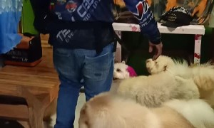 Pet Groomer Coming Home Gives His Dogs Lots of Love
