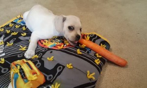 Cute Little Puppy Loves Eating Carrots