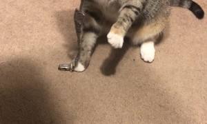 Kitty Briefly Suckles on Binky