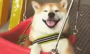 Smiling Dog On Swing Is Having The Best Day Ever