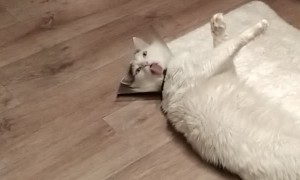 Cone Collar Stops Kitty From Cleaning Himself