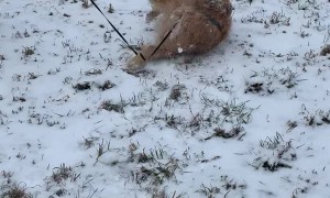 Golden Retriever Grabs Tail and Does Somersaults Down a Hill