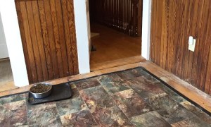 Max the Maine Coon Cat Loves to Play Fetch with Spring