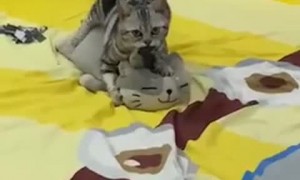 Cat Being a Little Too Friendly with Pillow Cat