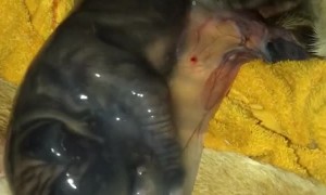 Newborn Puppy Still Inside Amniotic Sac