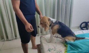 Doggy Decides When the Pats Will Stop