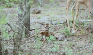 Tiny Newborn Impala Attempts First Steps On Its Wobbly Legs