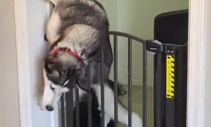 Husky Makes Escape