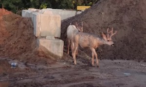 Deer Chase Foxes in Alberta