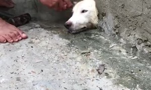Pooch with His Head Stuck in a Hole