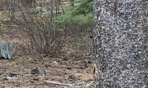 Mama Bear Charges At Hikers