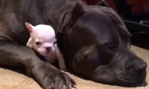 Big Dog Cuddles Tiny Puppy And It's The Cutest Sight
