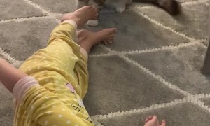 Kitty and Toddler Have a Blast Together