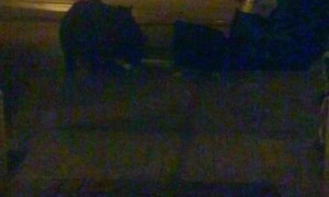 Amputee Faces Mama Bear and Cubs