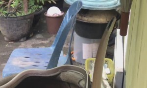 Thirsty Snake Stops By