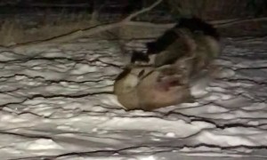 8-Point Buck Faces Off Against Mountain Lion