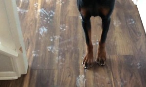 Which Dog Chewed a Hole in the Drywall?