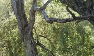Leopard Playing in the Trees