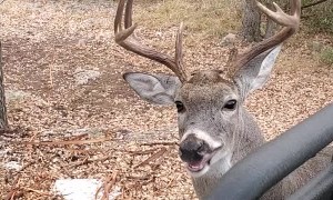 Buck With Females on His Mind