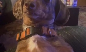 Dachshund Watches on Intently at Dinner Time