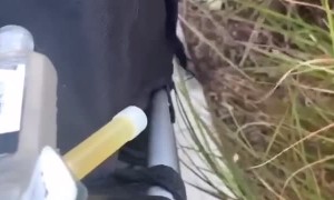 Cat Riding in Stroller Paws at Bushes