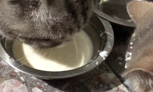 Messy Cat Flings Milk on Friend