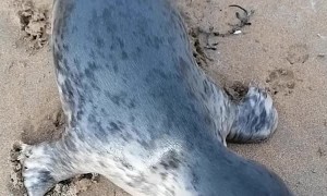 Sweet Seal Comes to Say "Hi"