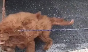 Puppy on a leash literally can't contain excitement for friend