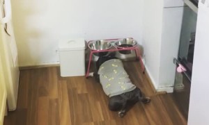 Doggy Dives in for the Last Scrap of Food