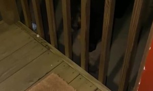 Bear Breaks Into Car to Steal Candy