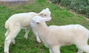 Tiny Lambs Jump Around And It's The Cutest Sight