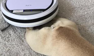 French Bulldog Enjoys Massage from Robot Vacuum Cleaner