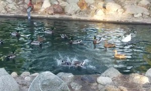 Ducks Take Duel from Land to Pond