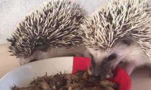 Little Hedgehogs Snacking on Bugs