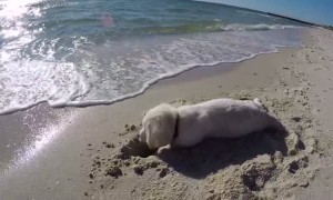 Dog Isn't Happy After Ocean 