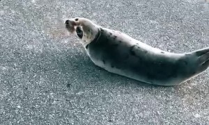 Helping an Adorable Seal in the Road
