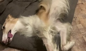 Goofy Hound Resting in a Bed